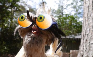 ¡PIO PIO…NO QUIERO LÍOS!