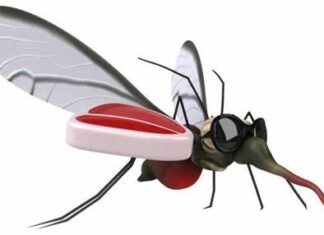 EL ÚLTIMO PICAYVUELA EN PIE