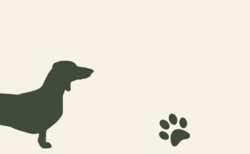 El perro que alcanzó el carro